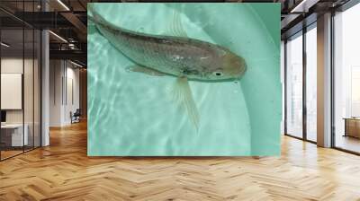 Tilapia fish in water hybrid tilapia fish in water bucket hybrid gift tilapia culture by pisciculture farmers Wall mural