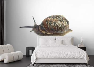 shell animal Wall mural