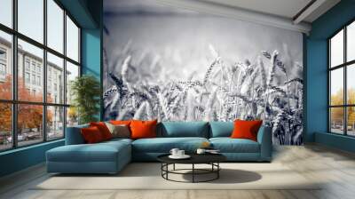 photo of ears on the beautiful wheat field in black and white style Wall mural