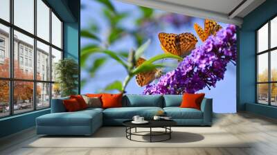 butterfly on a flower Wall mural