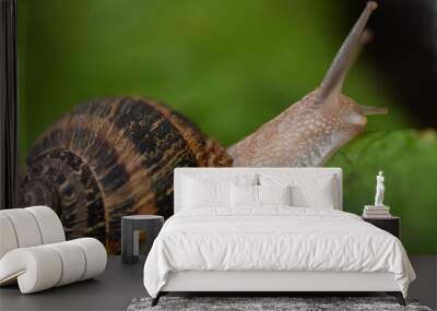 snail Wall mural