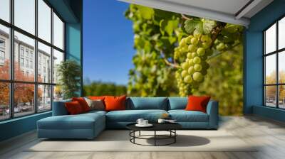 green grapes in summer vineyards Wall mural