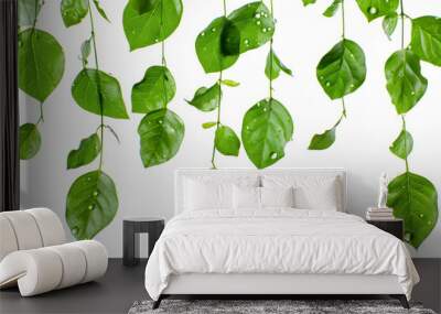 A leafy green plant with droplets of water on it Wall mural