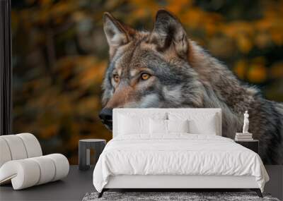 A wolf with a yellow eye stares at the camera Wall mural