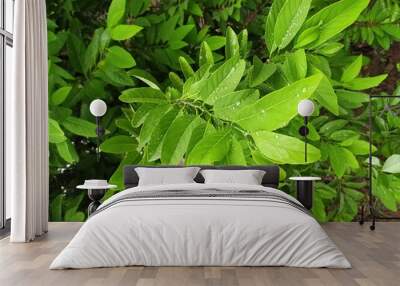 green leaves background Wall mural