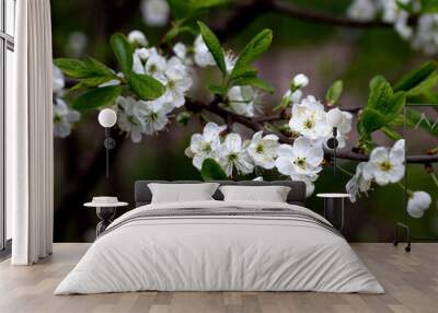 White cherry blossoms in spring sun tender bokeh Wall mural