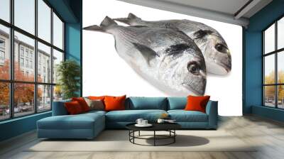 sea bream isolated Wall mural