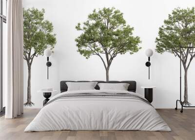 tree isolated on transparent background , tree 3d render Wall mural