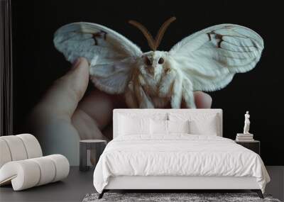 Close up of hand holding cute Venezuelan poodle moth on dark background. Wall mural