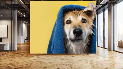 Cute Shiba Inu dog after bath looking at the camera, with towel wrapped around head after washing isolated on gray background with copy space. Wall mural