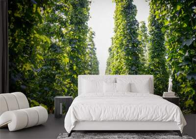 green hops plantation  Wall mural