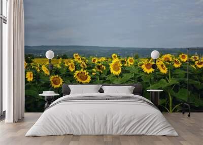 field with sunflower. seed-rich harvest Wall mural