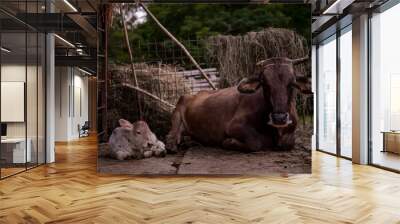 Portrait of two beautiful cows, mother and kid sitting in the barn in spring season. Animal from the farm making part of Bovidae family showing love to each other Wall mural