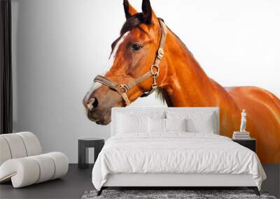 Portrait of bay horse on a white background Wall mural