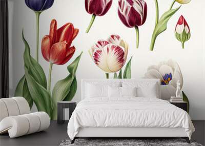 Different types of tulips, botanical illustration on white background. Created with Generative AI.	 Wall mural