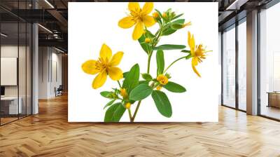 St John's Wort, transparent background, isolated image, generative AI Wall mural