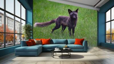 Silver fox in the field Wall mural