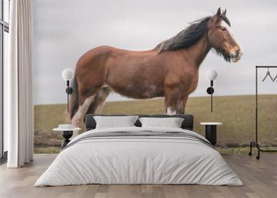 Clydesdale Horse Wall mural