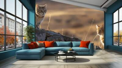 Wild steppe cats, their fluffy fur fluttering in the wind Wall mural