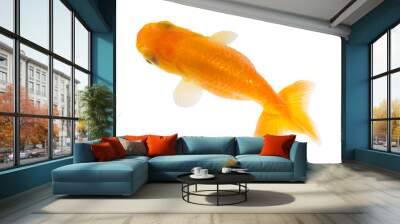 Gold fish. Isolation  on the white. Wall mural