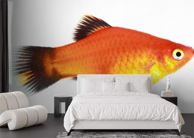 molly fish isolated on white Wall mural