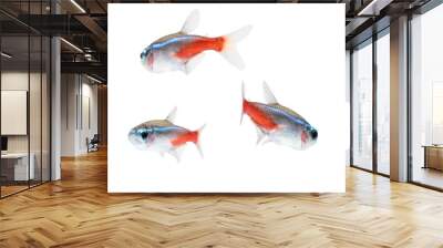 Neon Tetra Paracheirodon innesi freshwater tropical fish isolated Wall mural