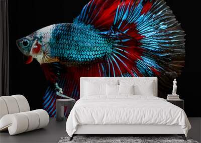 siamese fighting fish isolated on black background. Wall mural