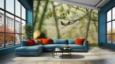 Two Rainbow Bee-eater sitting on the tree branch in the morning with sunlight Wall mural