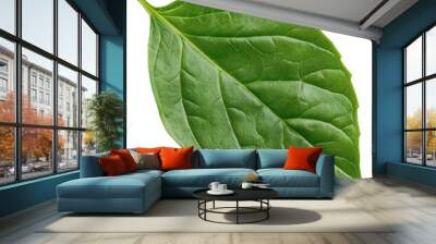 Close-up of a fresh green leaf Wall mural