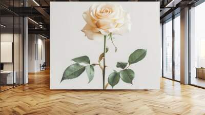 rose flower simple, white background Wall mural