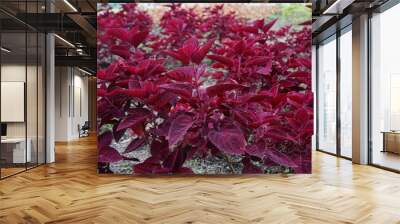 Red Beautiful Flowers Wall mural