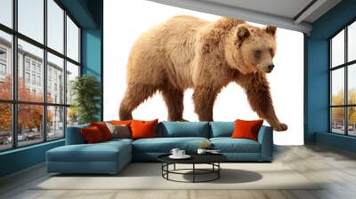 Brown bear on white background Wall mural