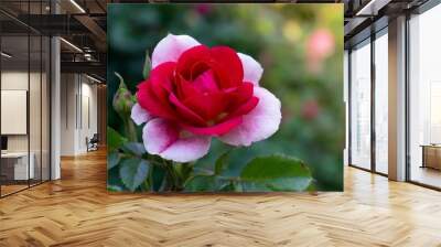 pink and white rose,flower, pink, garden, red, nature, love, flowers, plant, bloom, roses, flora, petals Wall mural