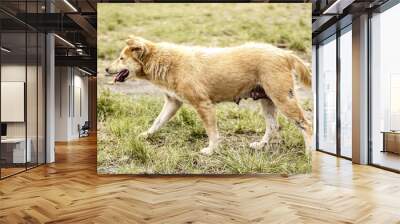 Closeup of a female stray dog walking on the grass. Wall mural