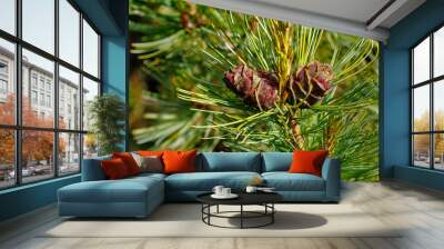 Two pine cedar cone on a green tree branch on a sunny day Wall mural