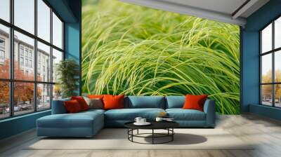 green grass background Wall mural