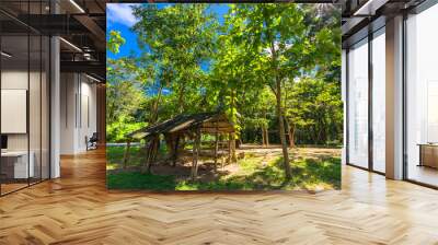 Background of various species of trees growing on the foot of the mountain, on the high rocks on the mountain top, beautiful ecosystem, fresh air. Wall mural