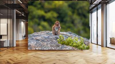 The background of monkeys, monkeys, food lovers, blurred backgrounds, which come from the swiftness of wildlife, often seen in mountains, zoos, or tourist attractions. Wall mural