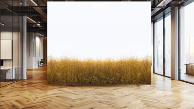 Tall yellow wild grass against an isolated white sky ,background. Wall mural