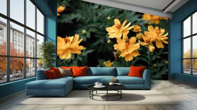 Yellow color, cosmos caudatus flowers or flower kenikir which blooms in the backyard garden and Bee Wall mural