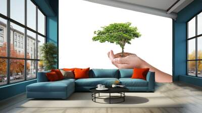 Hand holding big tree isolated on transparent background - PNG format. Wall mural