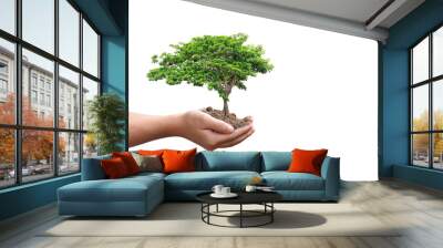 Tree plant in hand isolated on transparent background - PNG format. Wall mural