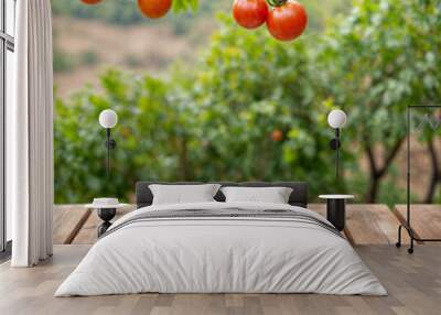 The empty wooden table top with blur background of tomato tre The empty wooden table top with blur background of tomato tree Wall mural