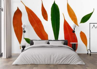 The colorful leaves for summertime of Cerbera odollam (or Pong-pong, Othalanga). The tree from southeast Asia isolated on white background with space for text. Wall mural