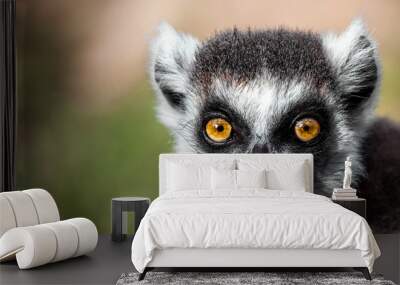 Lemur looking, Ring-tailed lemur (Lemur catta) wild portrait Wall mural