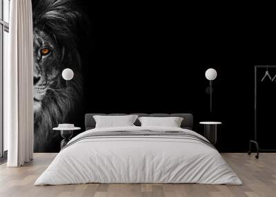 Portrait of a Beautiful lion, lion in dark Wall mural