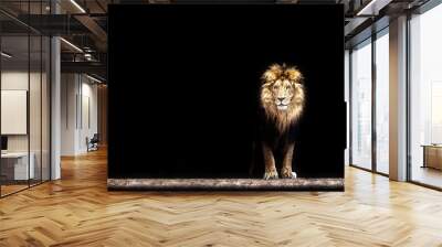 Portrait of a Beautiful lion, lion in the dark Wall mural