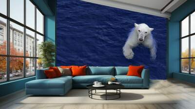 Swimming polar bear, white bear in water Wall mural