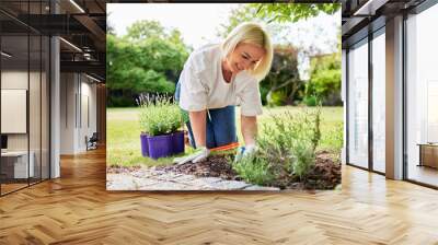 Mature woman working in garden planting lavender in ground Wall mural