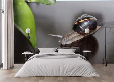 Cornu aspersum - snail with shell on the table and green leaf Wall mural